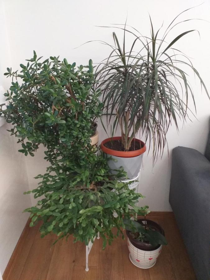 Trosoban Apartman Sarajevo, Ilidza Centar מראה חיצוני תמונה